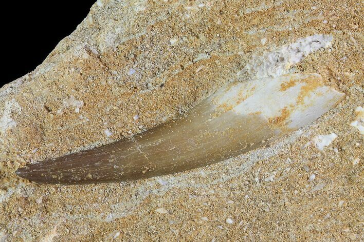 Fossil Plesiosaur (Zarafasaura) Tooth In Rock - Morocco #73615
